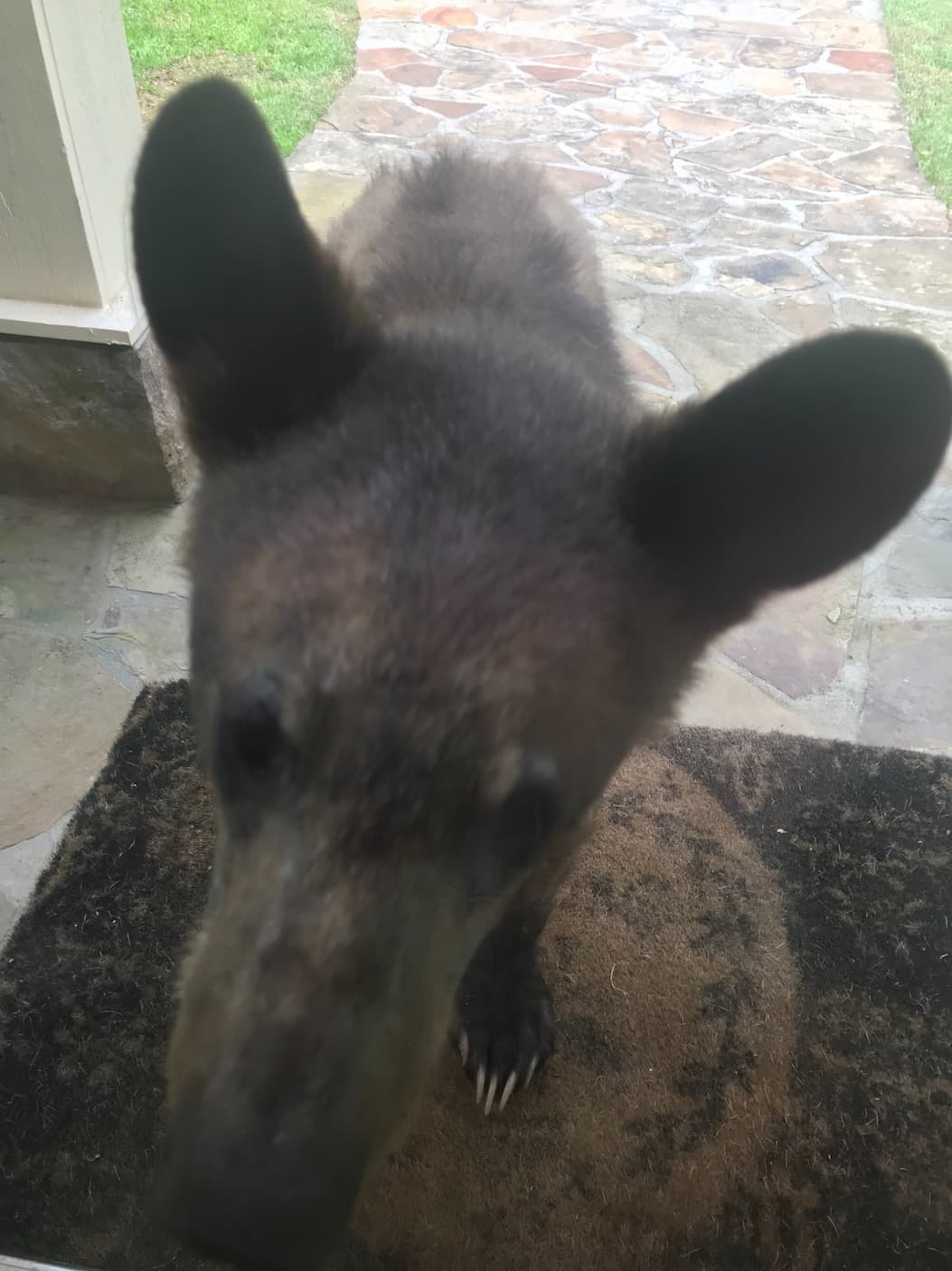 Brown bear face in front of house through doorbell camera