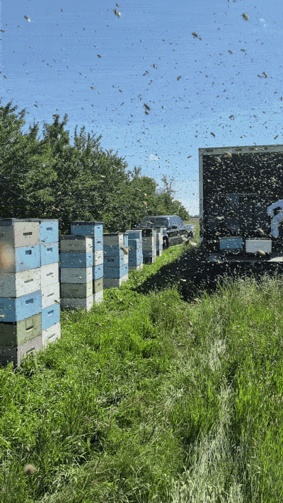 The hives are getting stacked up with honey boxes