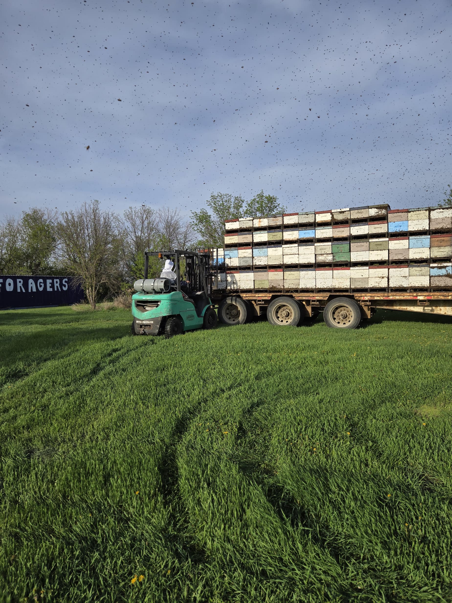 The sky is full of bees as we're unloading the hives in Saskatoon