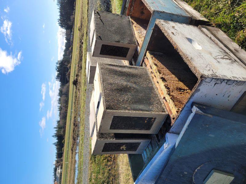 Packages of New Zealand bees (top) ready to be moved into their hive equipment (bottom).