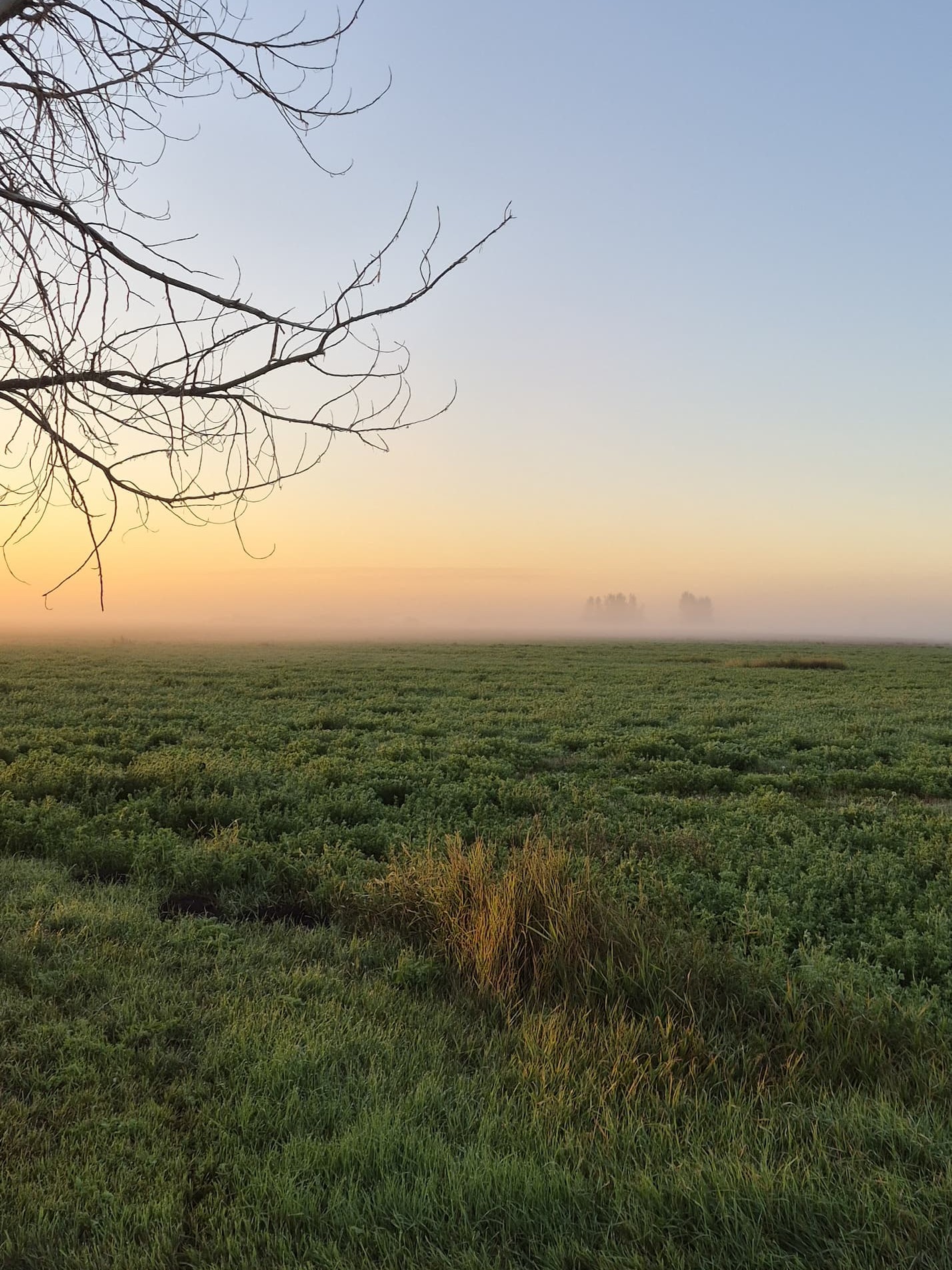 A fall morning fog hovering over our alfalfa fields
