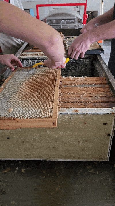 Scraping frames of honey before loading them into the extracting machine.