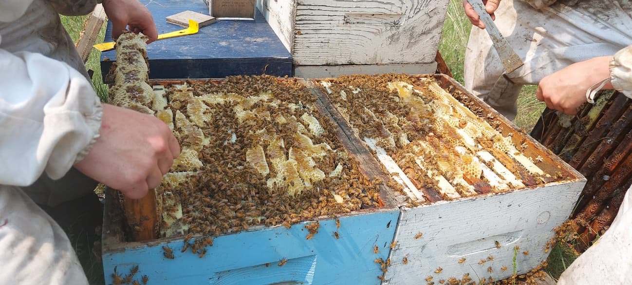 When it's wintertime, we like to look at summer photos of our beehives, especially strong ones like these!