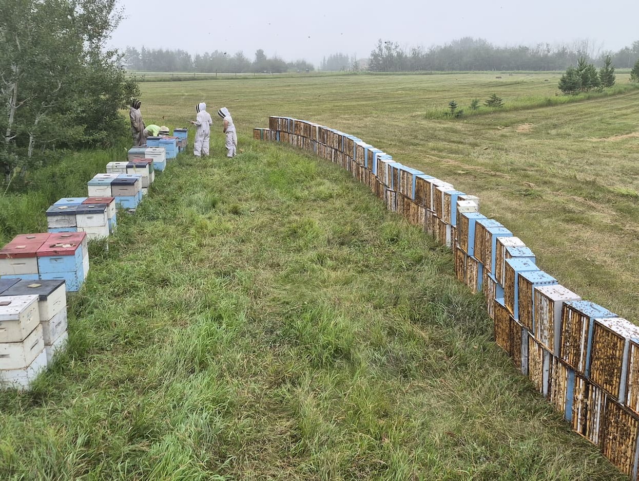 Harvest time: honey boxes lined up on the right, ready to get the bees blown out so they return to their hives on the left.