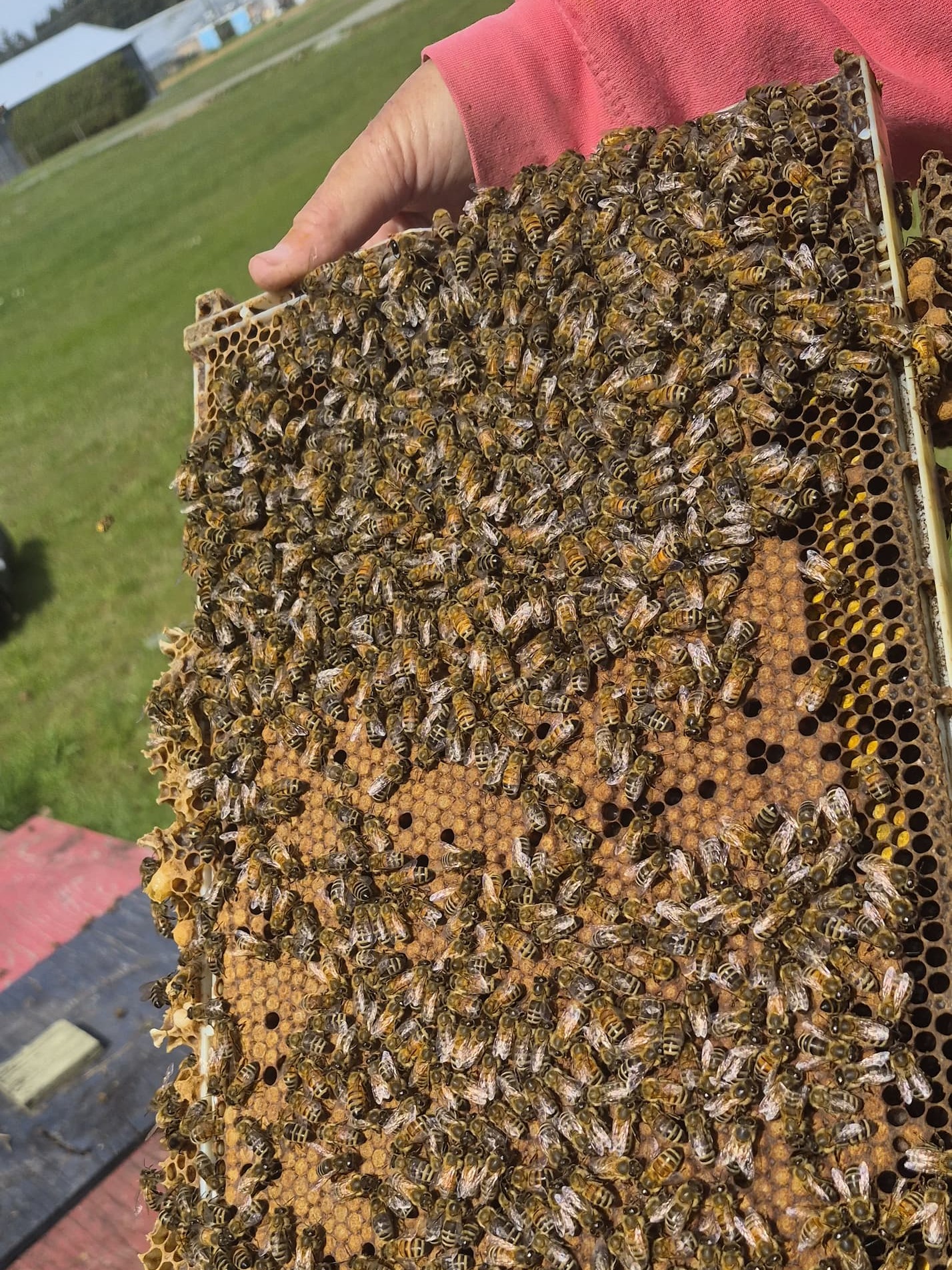 A very healthy frame of brood