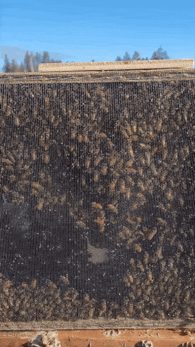 The packaged bees as viewed behind the screen of the package they are in.