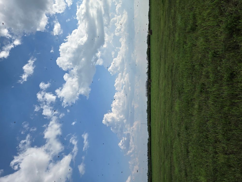 Sky full of bees over a field of grass