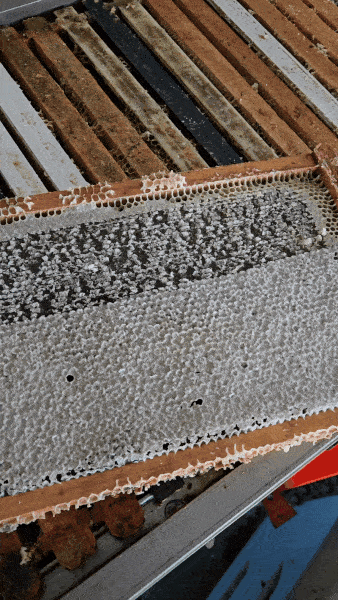 Scratching wax cappings off a honey frame