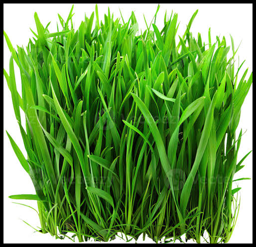 Man Is an Extension of the Leafy, Green Plant