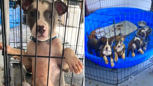 Thirteen Puppies Left to Suffer in 104-Degree Garage While Owner Walked Free