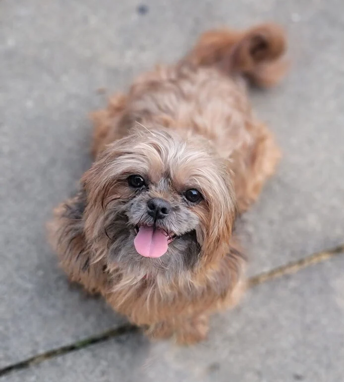 Adopt Daisy Mae