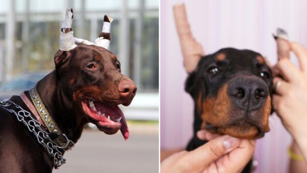 Couple Convicted of Cruel Ear-Cropping Operation — Advocates Demand Lifetime Bans for All Offenders