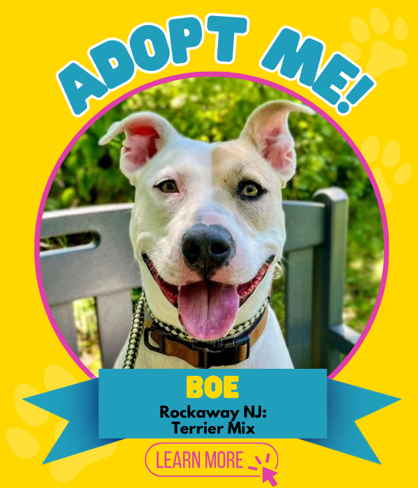 Adopt Boe