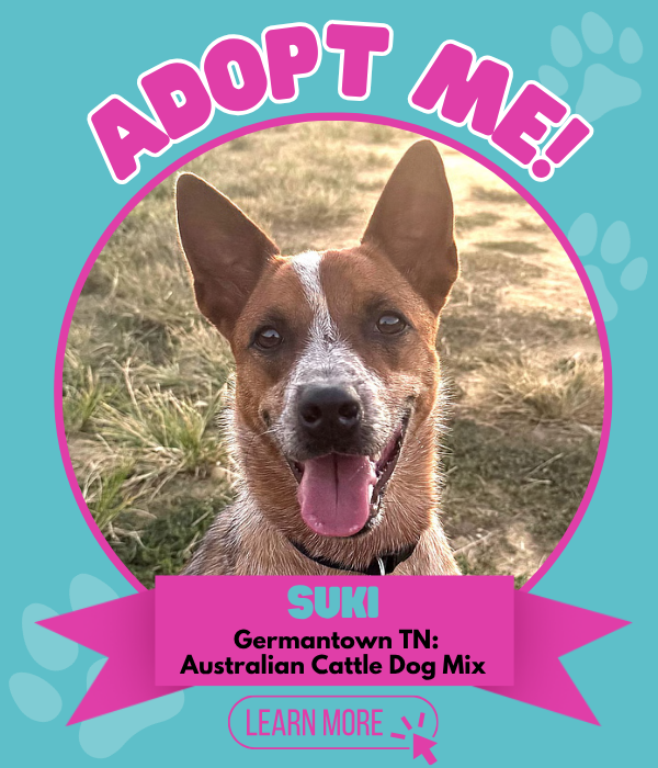 Adopt Suki