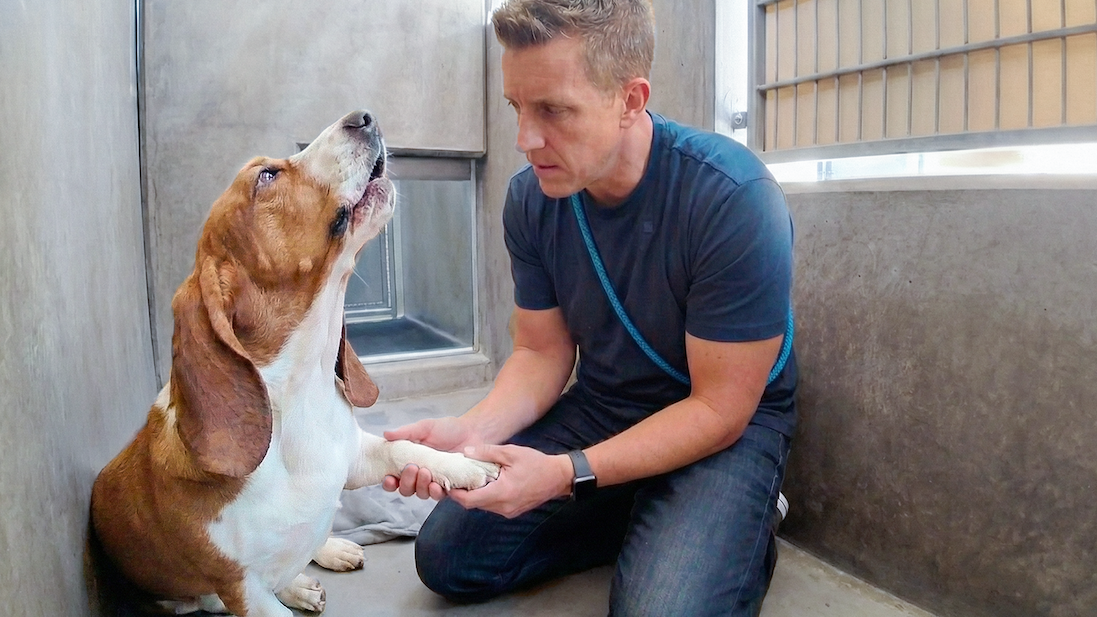 Shelter Basset Hound Gets Second Chance Despite Medical Mystery and Behavioral Challenges