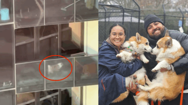 He Spent All of His Days Alone on a Balcony—Until a Stranger Fought to Save Him