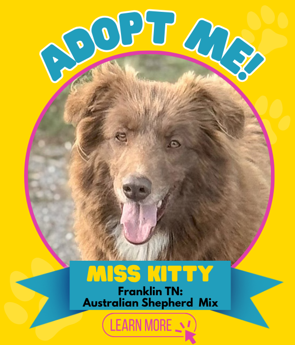 Adopt Miss Kitty