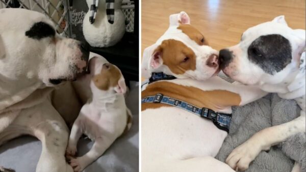 Dumped While Pregnant, Abused Mama Dog Thought She'd Never Experience Happiness, Until This Happened