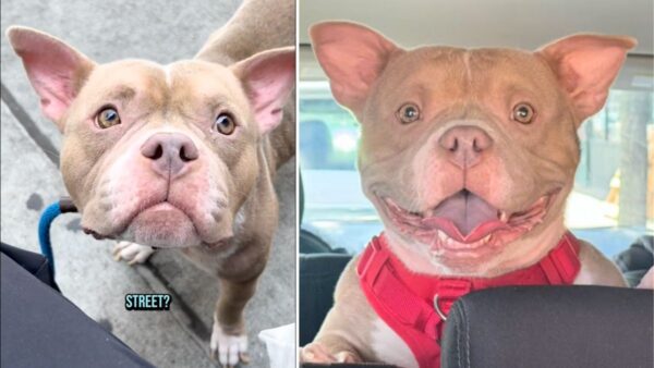 Left Tied on a Random Street… This Bully Dog's Rescue Will Break You