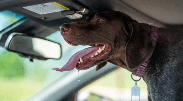 Why 19 U.S. States Still Let People Leave Dogs in Hot Cars