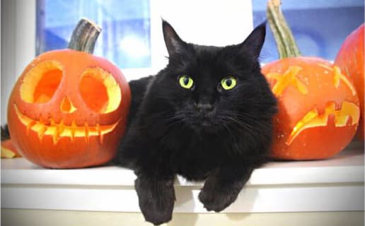 Should Shelters Pause Black Cat Adoptions During Halloween to Guard Against Malicious Intent?