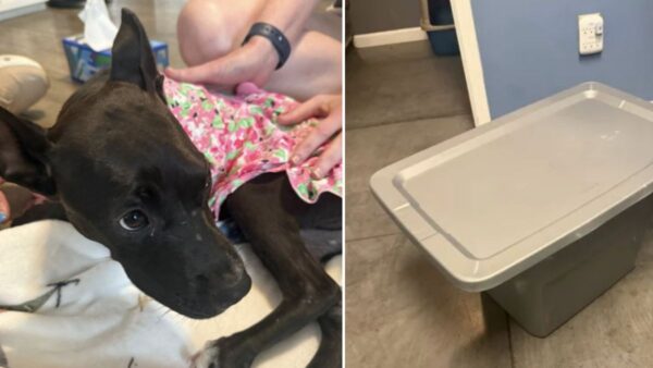 Puppy Left in Plastic Tote to Suffer in South Carolina Sparks Outrage—Public Demands Justice