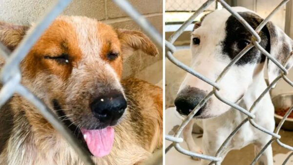 Texas Ranch Cruelty: Dogs Found Starving, Burned, and Abandoned