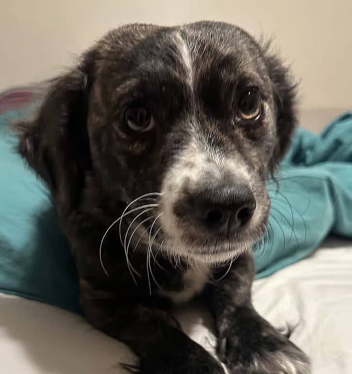 Adopt Oreo