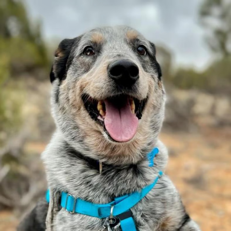 Adopt Zorro