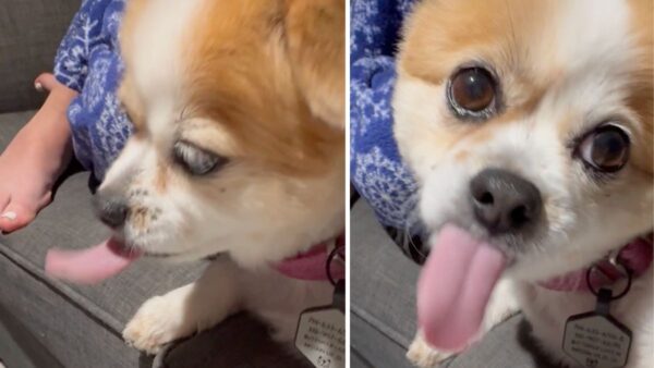Why is My Dog Licking the Air? Vets and Trainers Explain
