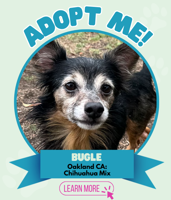 Adopt Bugle