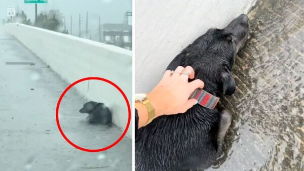Woman Finds Dog Abandoned on Highway in Pouring Rain—What She Learns Breaks Her Heart