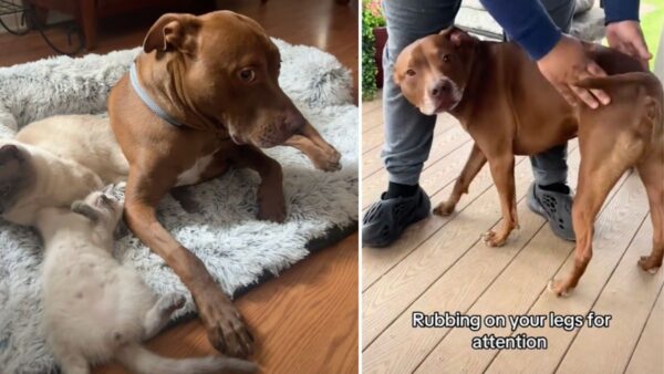 This Pitbull Was Raised by Cats—and Now He's Fully Convinced He's One of Them