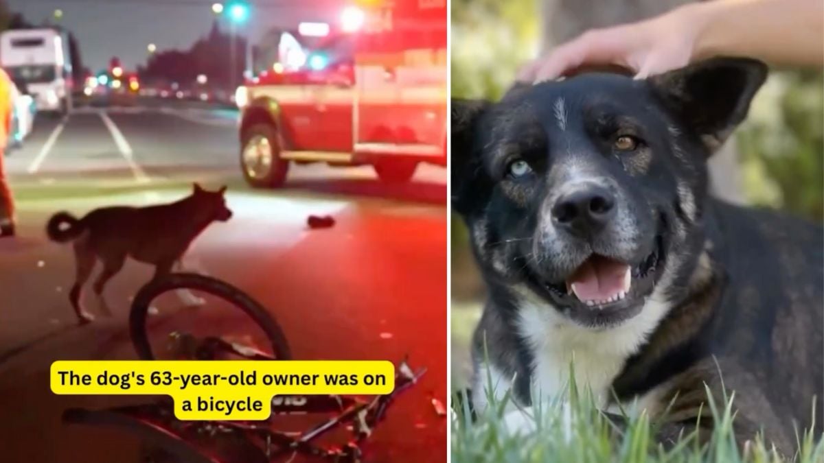 Dog Refuses to Leave His Owner After Hit-and-Run—Then a Rescuer Gives Him a Second Chance