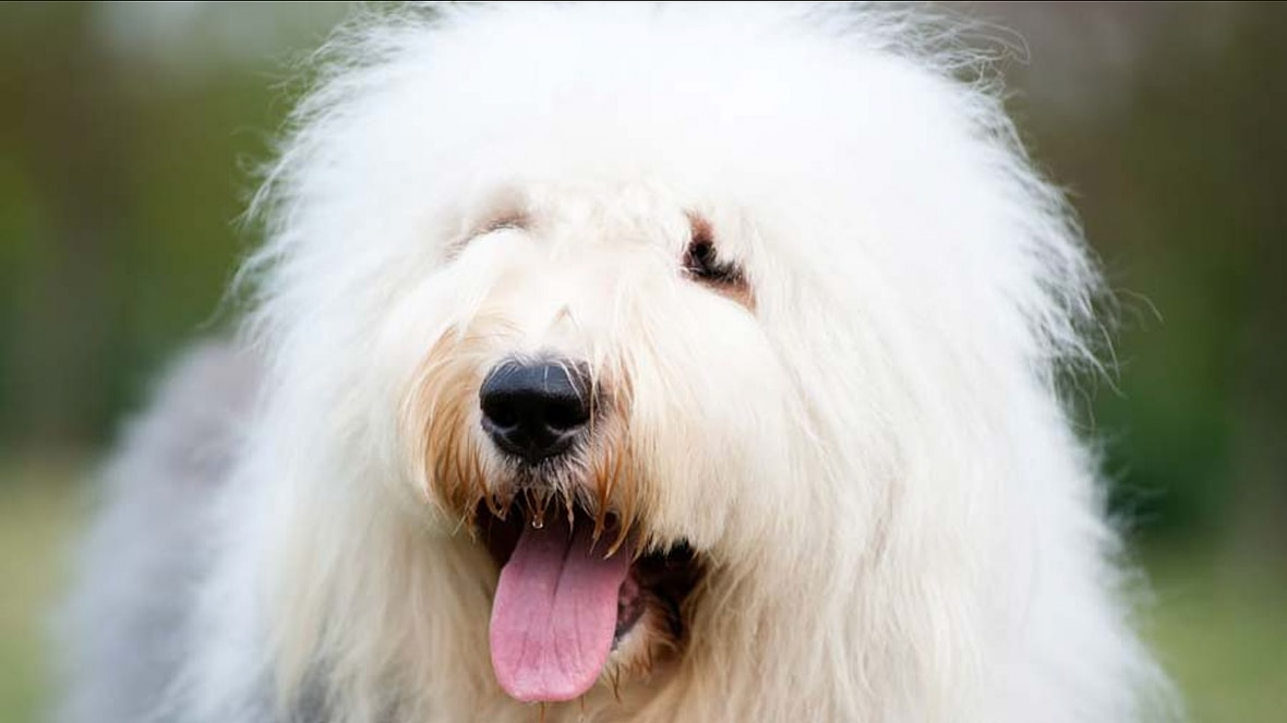 Meet the 12 Puffiest, Floofiest, Shaggiest White Dogs on the Planet!