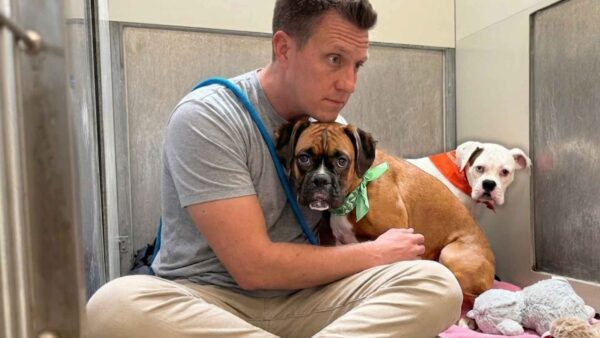 This Scared Boxer Refused to Eat Until I Brought Her the One Thing She Was Missing