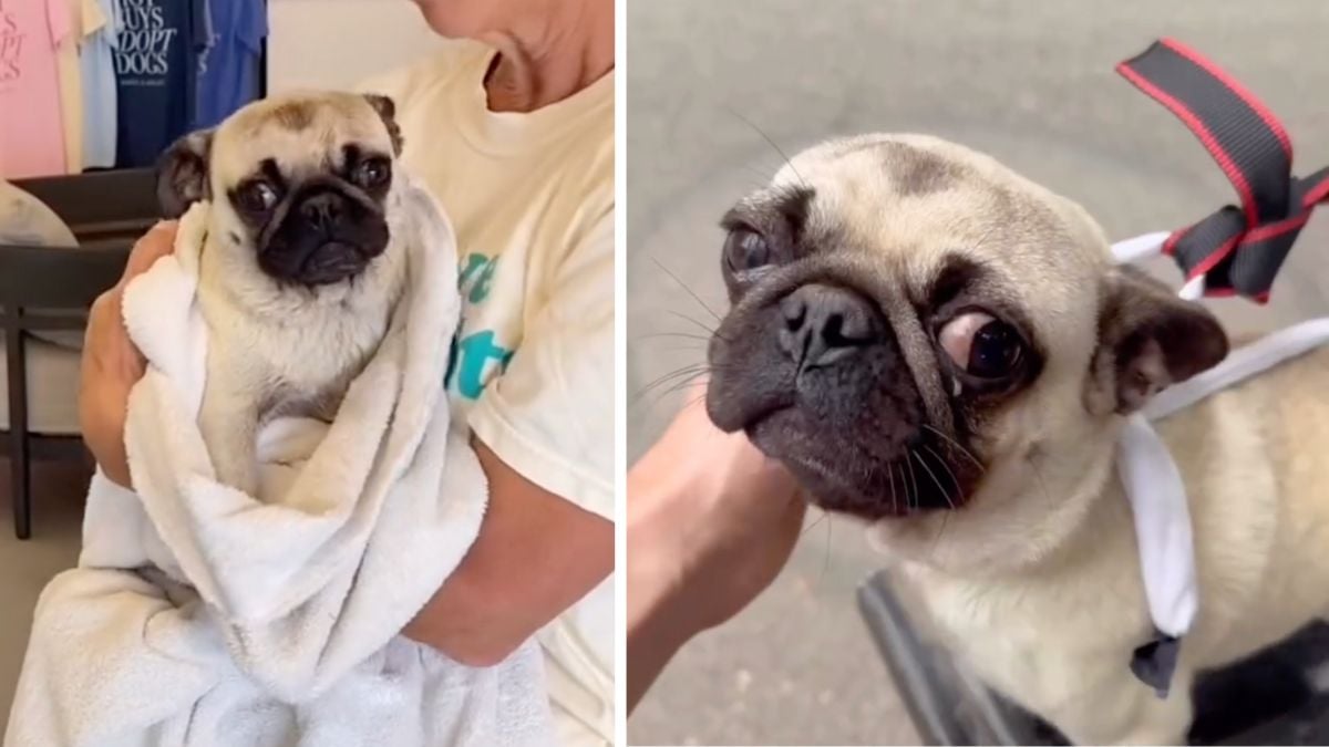 Abandoned Pug Found Wrapped in a Dirty T-Shirt