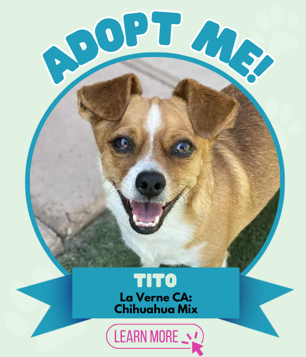 Adopt Tito