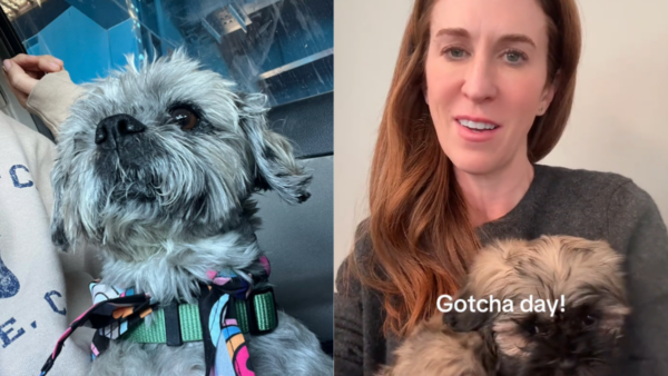 She Lost Her Soul Dog—Then Spent $50,000 Hoping to Bring a Piece of Him Back