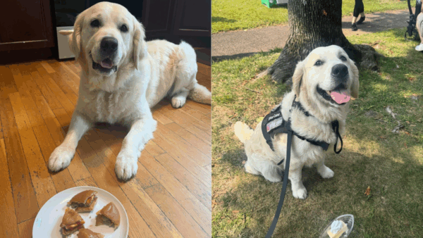 Hero Dog Tracks Missing Dementia Patient Through the Woods. His Reaction to Tasty Reward Says It All