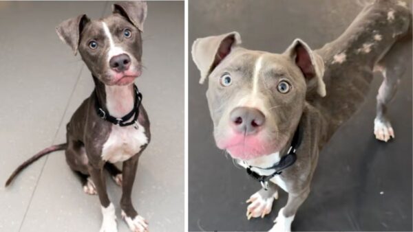 Tears as Neglected Puppy Spent 8 Months Chained to a Radiator—but What Happens Next Changes His World