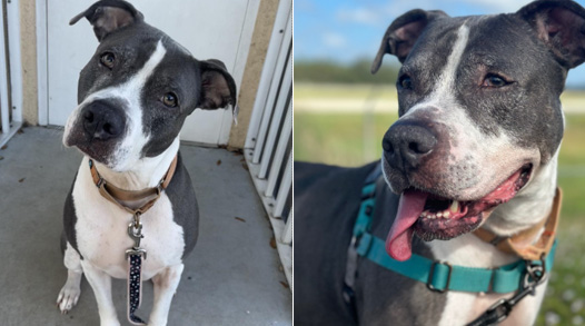 Sweet Dog Overlooked for Nearly 4 Years — But She Still Greets Every Visitor With a Smile