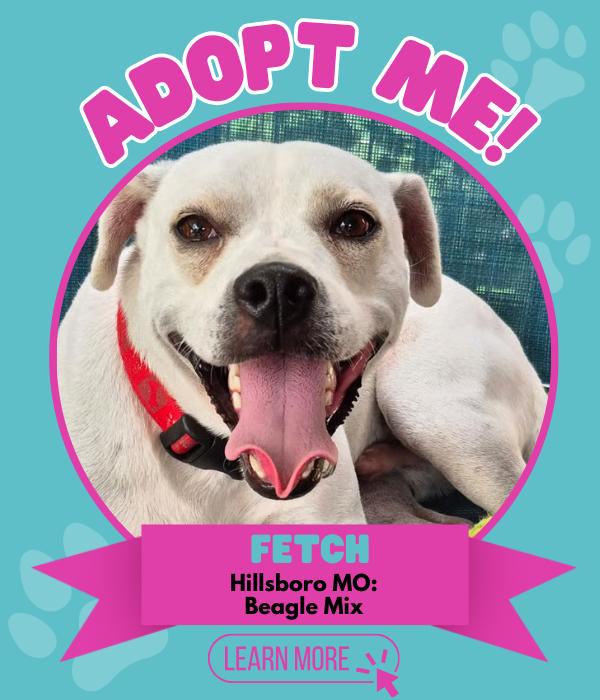 Adopt Fetch