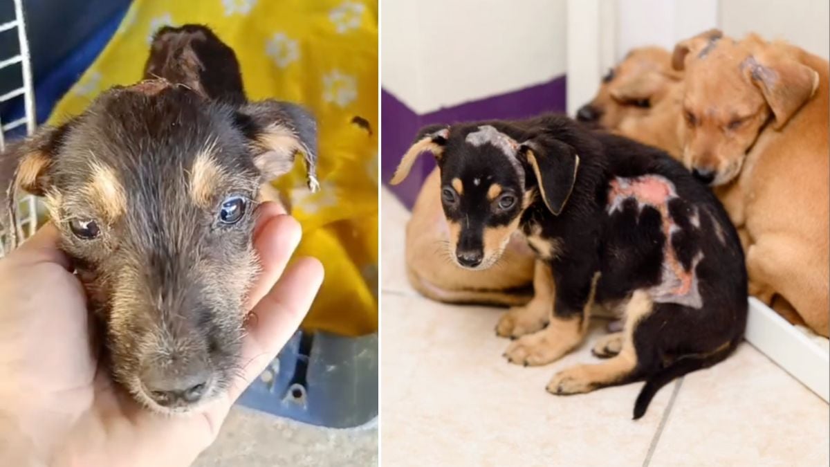 These 6 Adorable Puppies Were Set on Fire Inside a Box — Their Miraculous Rescue Will Make You Cry Happy Tears