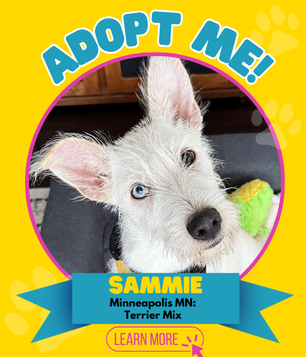 Adopt Sammie