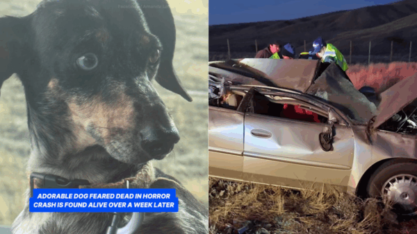 A Dachshund Was Thrown From a Rolling Car And Survived. What Happened Next Is Unbelievable