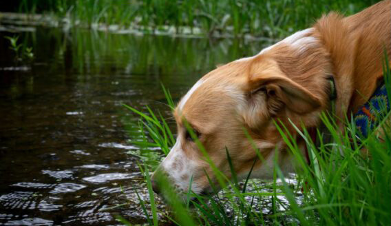Dogs at Risk: This Hidden Water Danger Can Kill in Minutes
