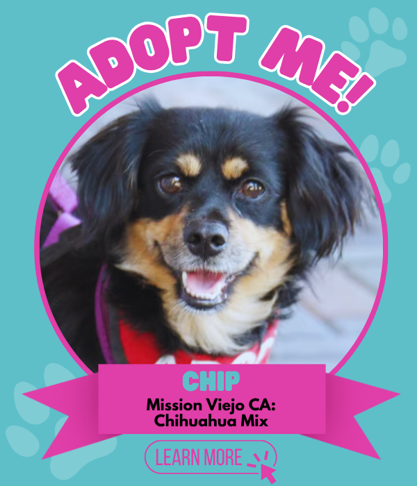 Adopt Chip