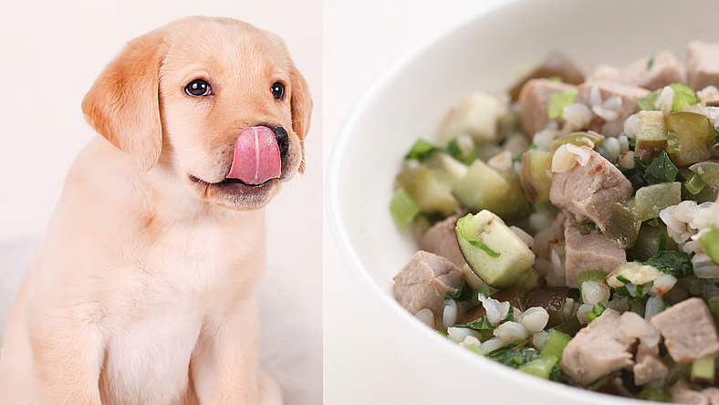 Vet-Approved Homemade Chicken Dog Food Recipes