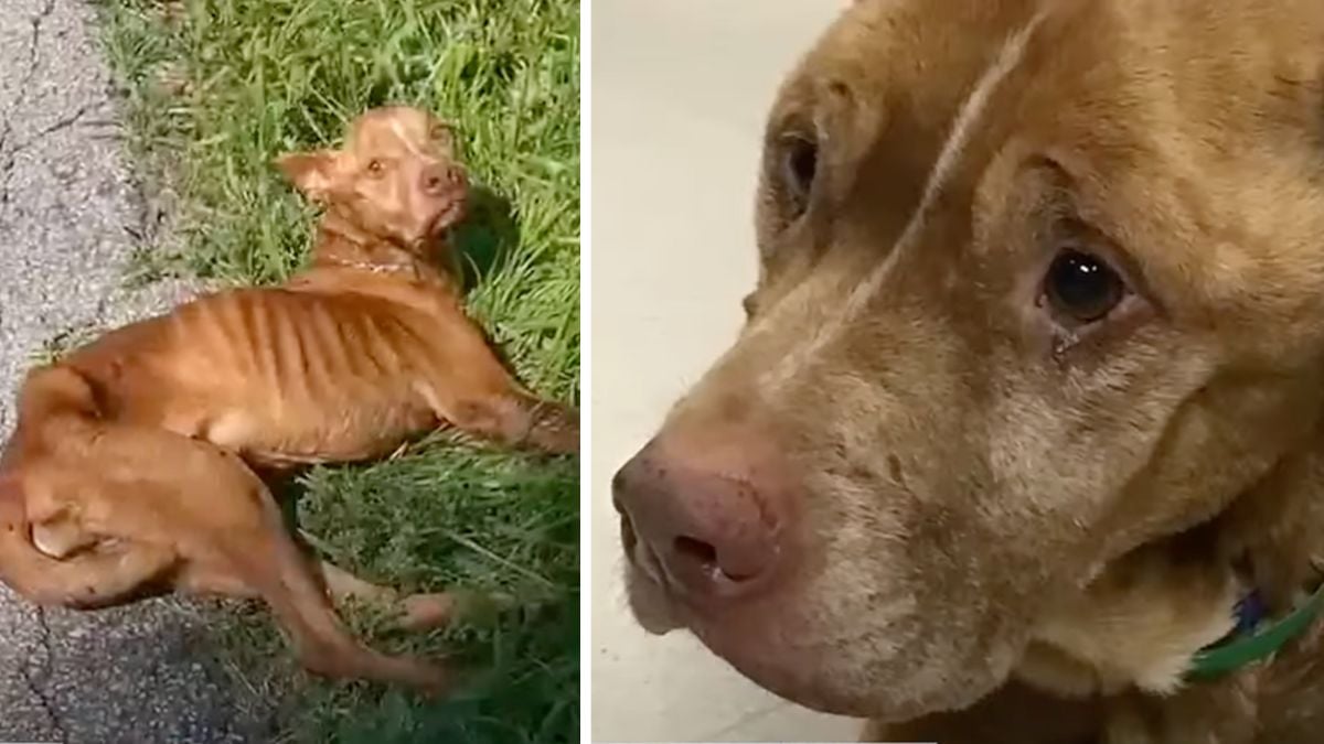 This Dog Was So Starved He Couldn't Walk—But He Still Tried to Escape